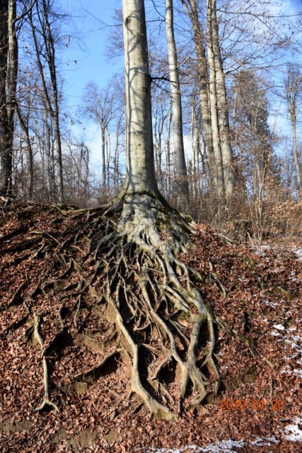 Tivoli, Rožnik in Šišenski hrib 20 1. 2019 - foto