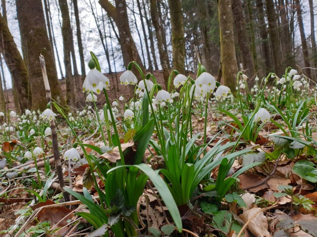 Šenturška gora 16.3.2019 - foto