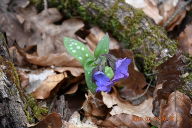 Šenturška gora 16.3.2019 - foto