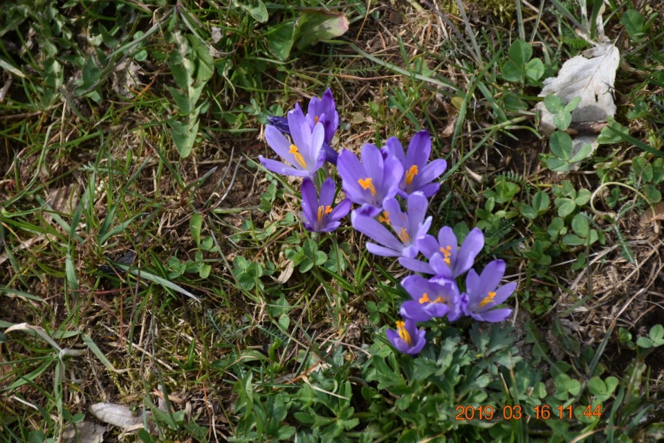Šenturška gora 16.3.2019 - foto povečava