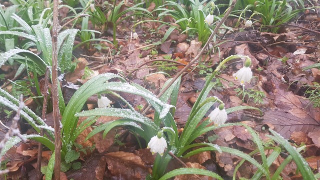 Križna gora in Sv. Duh 13.4.2019 - foto