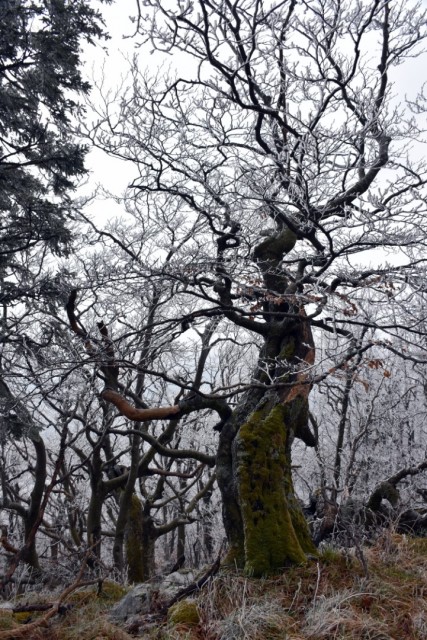 Križna gora in Sv. Duh 13.4.2019 - foto