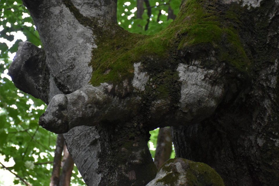 Krokar 15.6.2019 - foto povečava