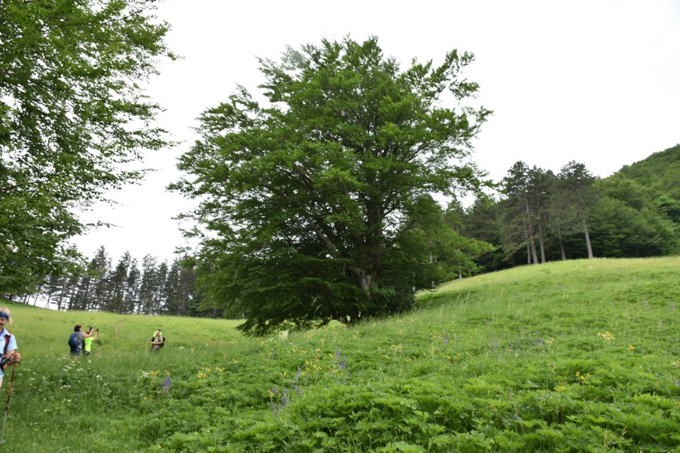 Krokar 15.6.2019 - foto povečava