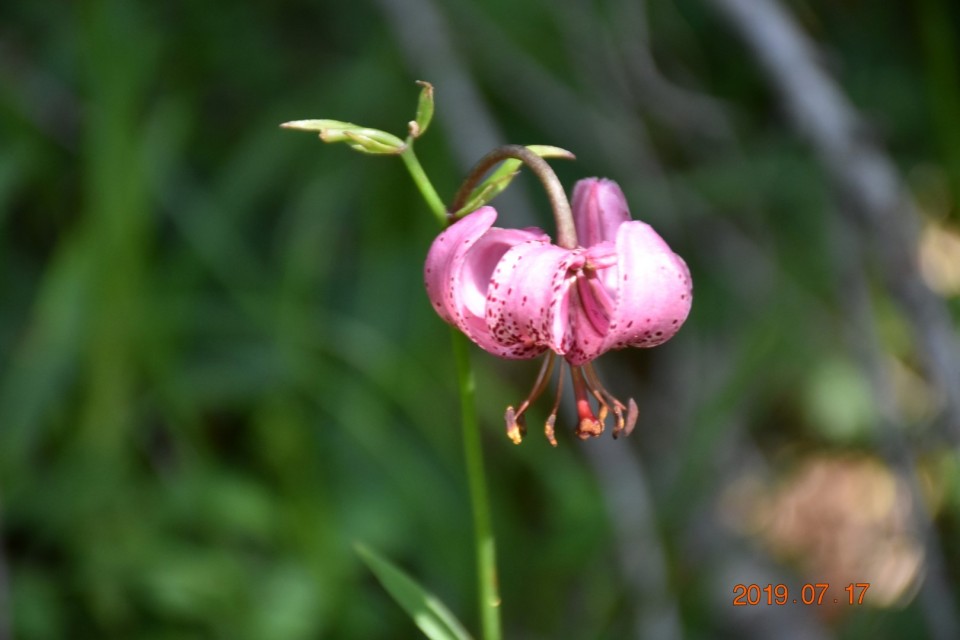 Goli vrh 20.7.2019 - foto povečava