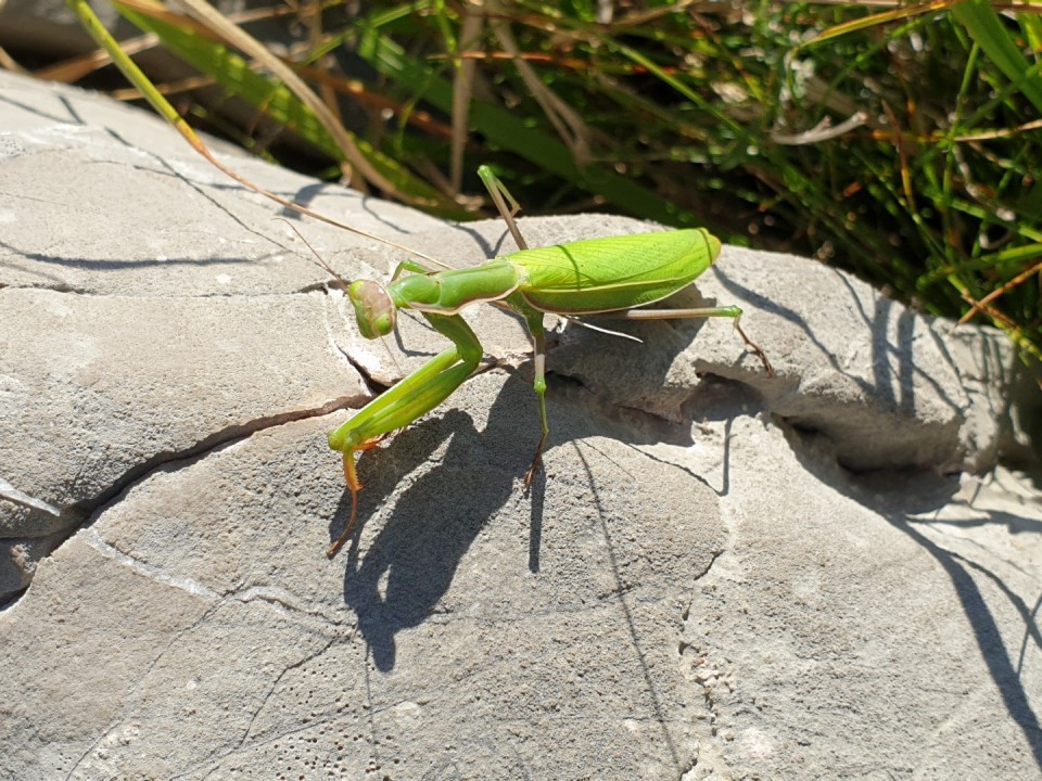 Volovja reber 14.9.2019 - foto povečava