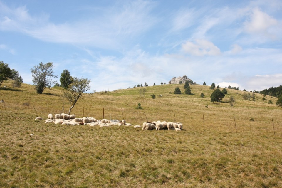 Volovja reber 14.9.2019 - foto povečava