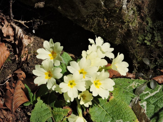Cicelj - Sv. Miklavž 15.2.2020 - foto
