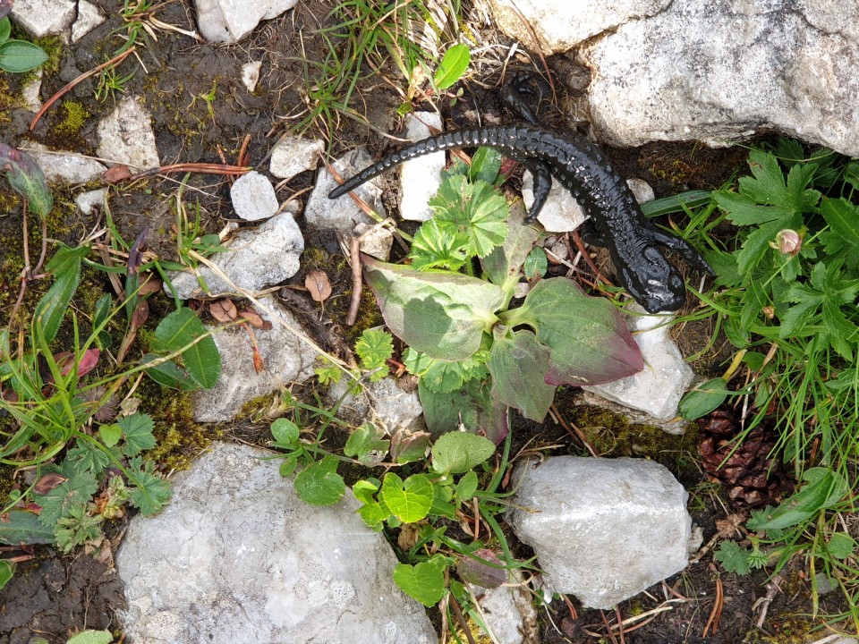 Veliki vrh - Veža 18.7.2020 - foto povečava