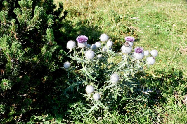 Dovška Baba 21.8.2021 - foto