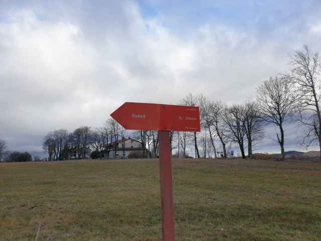Kokoš 20.2.2022 - foto