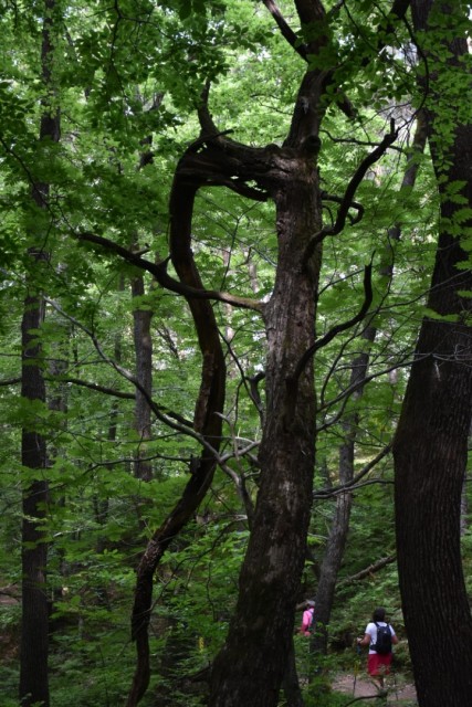 Crngrob-Križna gora 21.5.2022 - foto