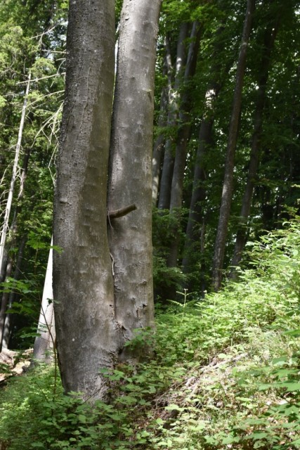 Crngrob-Križna gora 21.5.2022 - foto
