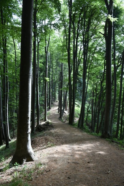 Crngrob-Križna gora 21.5.2022 - foto