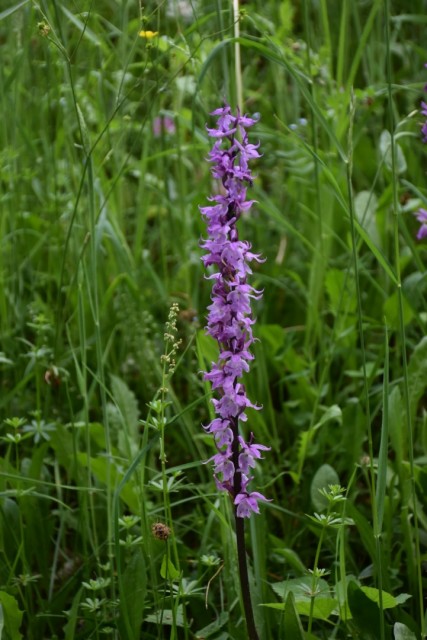 Crngrob-Križna gora 21.5.2022 - foto
