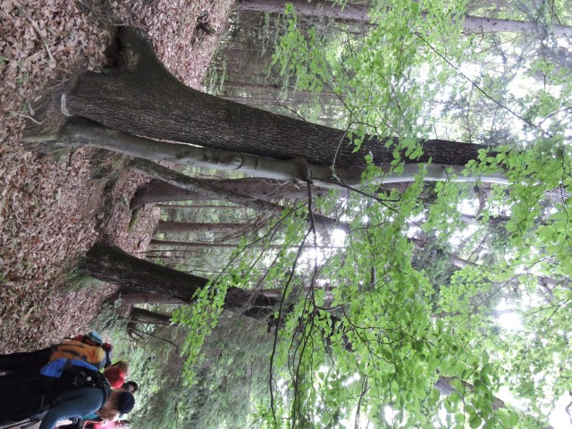 Crngrob-Križna gora 21.5.2022 - foto