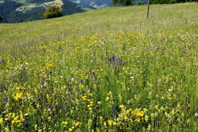 Crngrob-Križna gora 21.5.2022 - foto