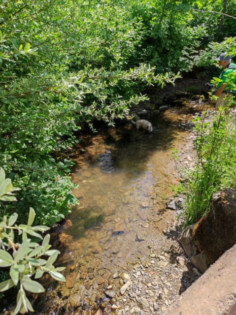 Crngrob-Križna gora 21.5.2022 - foto