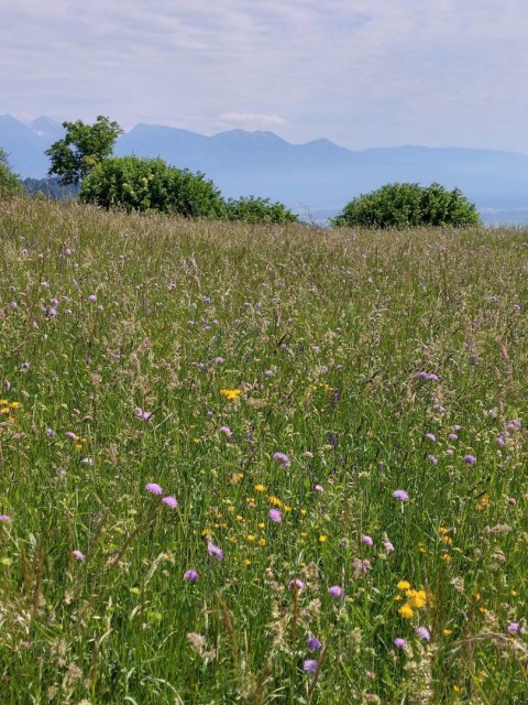 Crngrob-Križna gora 21.5.2022 - foto