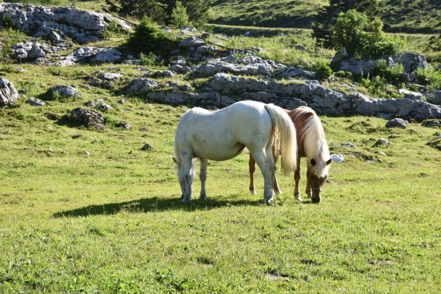 Križevnik 18.6.2022 - foto
