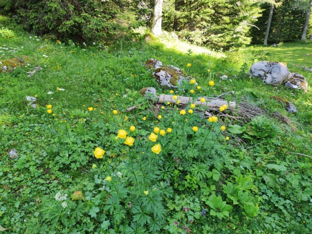 Križevnik 18.6.2022 - foto