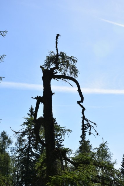 Križevnik 18.6.2022 - foto