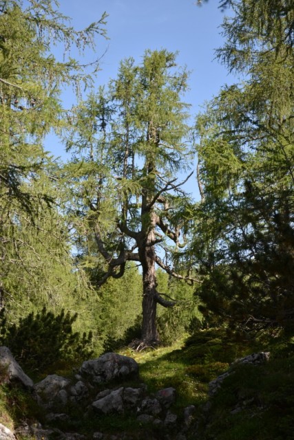 Križevnik 18.6.2022 - foto