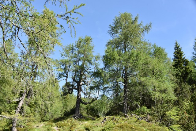 Križevnik 18.6.2022 - foto