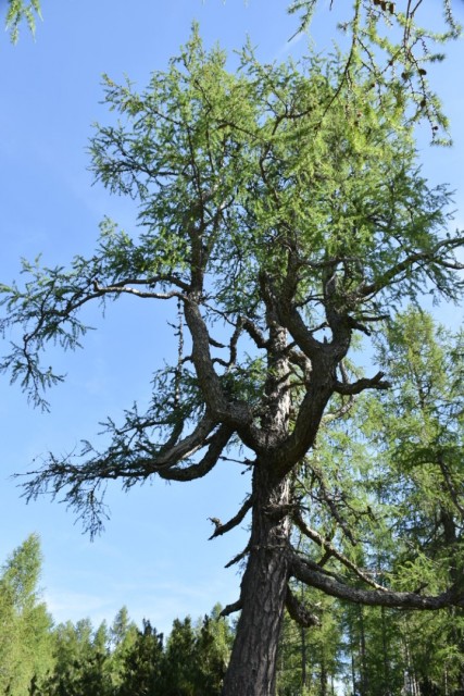 Križevnik 18.6.2022 - foto