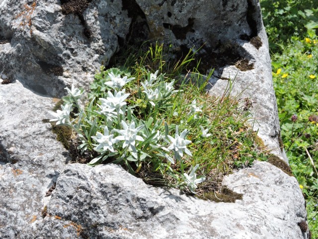 Križevnik 18.6.2022 - foto