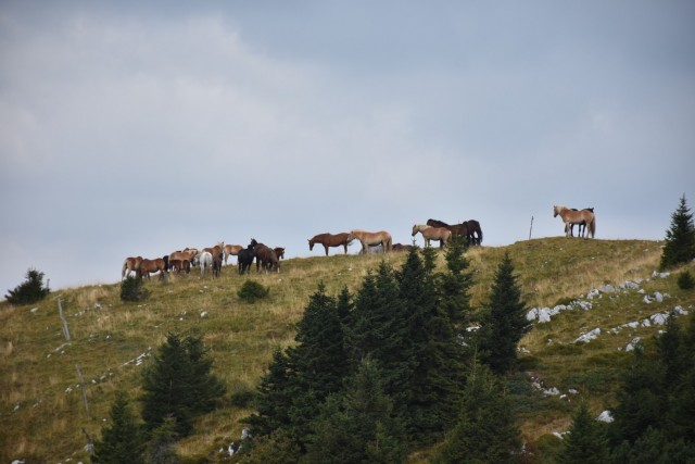 Ratitovec iz Zgornjih Dan 27.8.2022 - foto