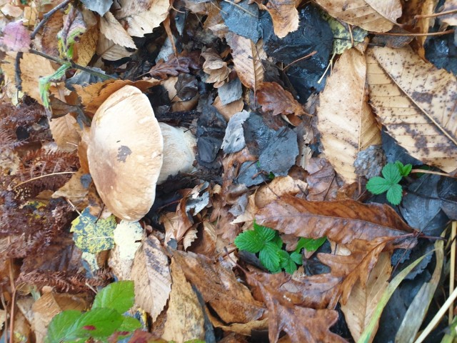 Stolpnik 19.11.2022 - foto
