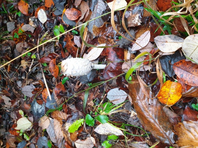Stolpnik 19.11.2022 - foto
