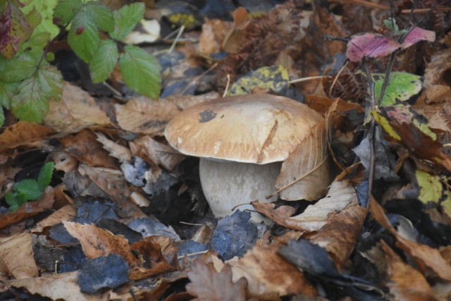 Stolpnik 19.11.2022 - foto
