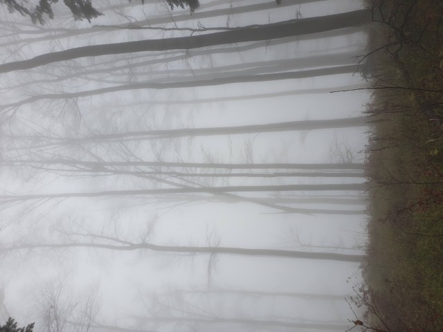 Stolpnik 19.11.2022 - foto