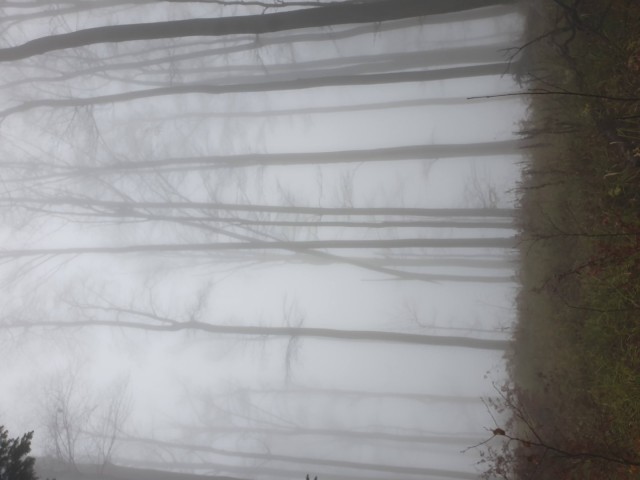 Stolpnik 19.11.2022 - foto