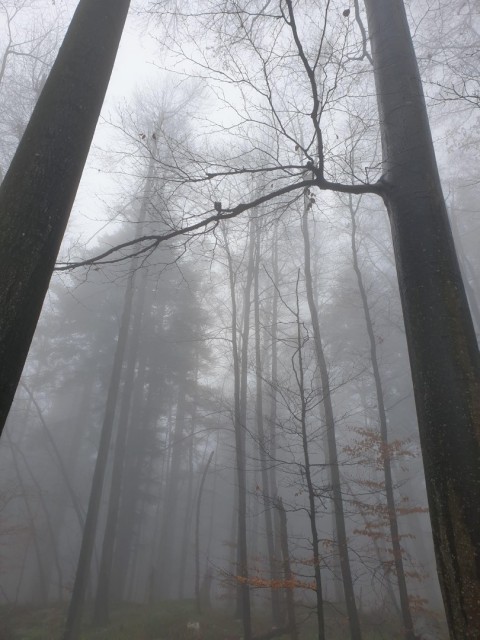 Stolpnik 19.11.2022 - foto