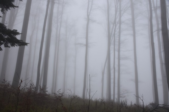 Stolpnik 19.11.2022 - foto