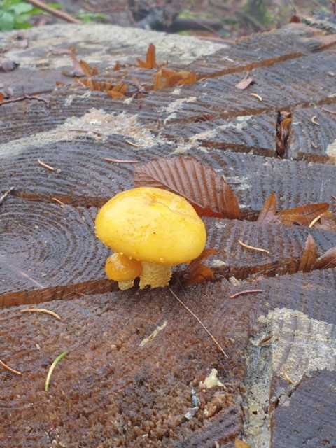 Stolpnik 19.11.2022 - foto