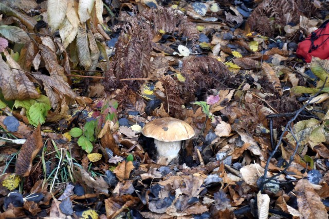 Stolpnik 19.11.2022 - foto