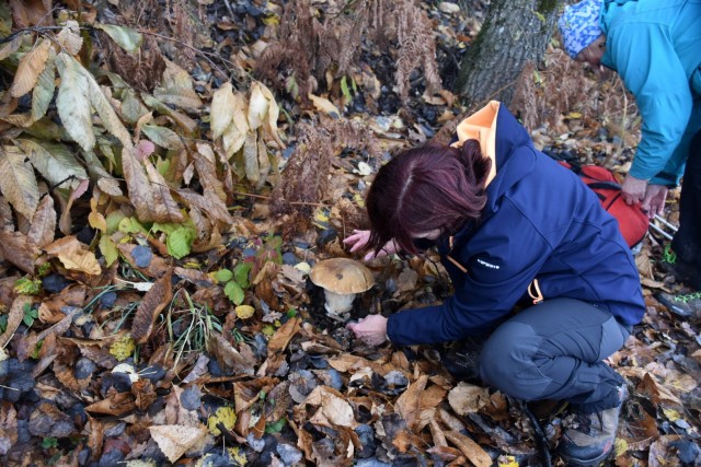 Stolpnik 19.11.2022 - foto