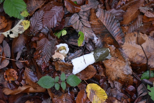Stolpnik 19.11.2022 - foto