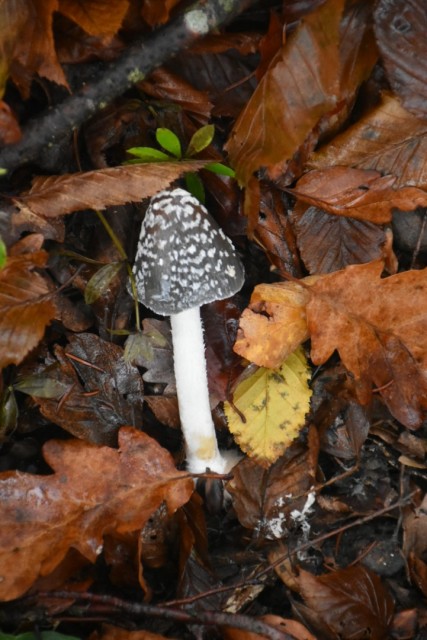 Stolpnik 19.11.2022 - foto