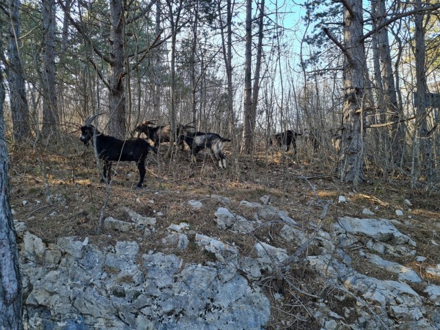 Glinščica 11.3.2023 - foto