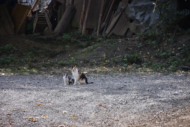 Pusti grad in Radovljica 14.10.2023 - foto