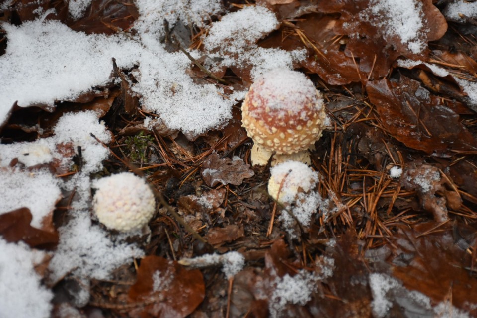 Smledniški (Stari) grad 9.12.2023 - foto povečava