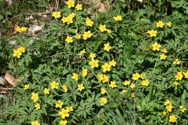 Velika planina 13.4.2024 - foto