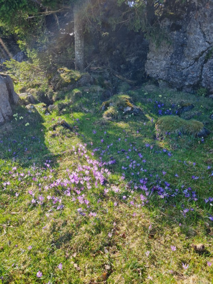 Velika planina 13.4.2024 - foto povečava