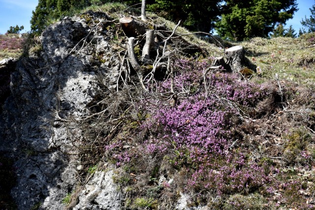 Velika planina 13.4.2024 - foto