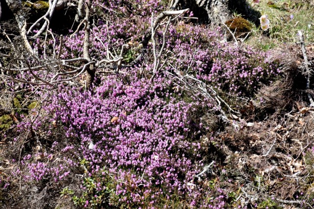 Velika planina 13.4.2024 - foto